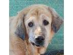 Adopt Esther a Labrador Retriever