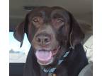 Adopt Koko a Labrador Retriever