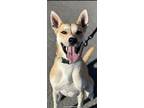 Adopt Gypsy a German Shepherd Dog, Cattle Dog