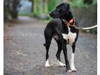 Adopt Dinkeigh a Border Collie, Pit Bull Terrier