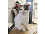 Adopt Bonnie the Beauty (50% off adoption fees) a Calico