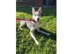 Adopt Scarlett a Siberian Husky