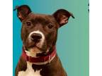 Adopt Wednesday, WATCH MY VIDEO a American Staffordshire Terrier