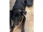 Adopt Evangeline a Labrador Retriever