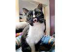 Adopt Casio a Tuxedo, Domestic Short Hair