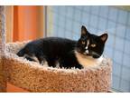 Adopt Mrs Claws a Domestic Medium Hair