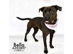 Adopt BELLA a Pit Bull Terrier