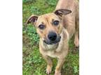 Adopt CLEMENTINE a Black Mouth Cur, Pit Bull Terrier