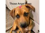 Adopt Angel a Boxer, Black Mouth Cur