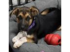 Adopt Annie a Boxer, Black Mouth Cur