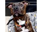 Adopt Lady Bug a Pit Bull Terrier
