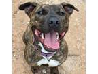 Adopt Lady Bug a Pit Bull Terrier