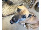 Adopt Cocoa a Rhodesian Ridgeback, Boxer