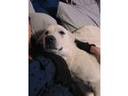 Adopt Minnie Pearl DFW a Great Pyrenees