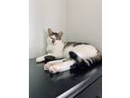 Adopt Athena cp call [phone removed] a Domestic Short Hair