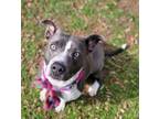 Adopt Daphne a American Staffordshire Terrier