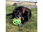 Adopt Spaghetti Yeti a Black Labrador Retriever, Border Collie