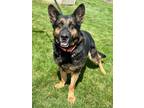 Adopt Lilly a German Shepherd Dog, Mixed Breed