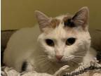 Adopt Trudie23 a Domestic Short Hair