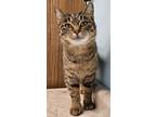 Adopt Esker a Tabby