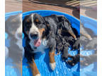 Bernese Mountain Dog PUPPY FOR SALE ADN-741716 - Bernese Mountain Dog puppies