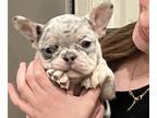 French Bulldog PUPPY FOR SALE ADN-741453 - Precious litter of Frenchie Puppies