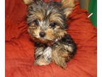Yorkshire Terrier PUPPY FOR SALE ADN-741588 - Yorkie NY NJ PA CT all surrounded