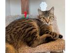 Adopt Harmony a Domestic Short Hair