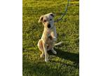 Adopt LEXI #5 a American Staffordshire Terrier, Australian Cattle Dog / Blue