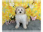 Poodle (Miniature) PUPPY FOR SALE ADN-741673 - Beautiful AKC Mini Poodle apricot