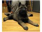 German Shepherd Dog PUPPY FOR SALE ADN-741643 - Stark Rhett