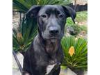 Adopt Flora Pup - Arden a Labrador Retriever, Terrier