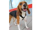 Adopt Retired Research Beagles! a Beagle