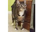 Adopt Elsa a Tabby