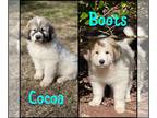 Great Pyrenees PUPPY FOR SALE ADN-741329 - The Winter Collection