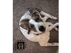 Adopt Belli a Australian Cattle Dog / Blue Heeler