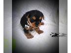 Yorkshire Terrier PUPPY FOR SALE ADN-741785 - Beautiful Yorkshire Terrier