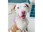 Adopt Elise a Pit Bull Terrier