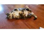 Adopt ButterBean a Dilute Calico