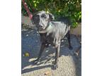 Adopt Petunia a Labrador Retriever, Terrier