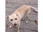 Adopt Carla a Labrador Retriever, Shar-Pei