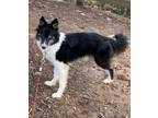 Adopt Minnie a Border Collie, Siberian Husky