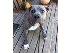 Adopt Kylie a Cane Corso