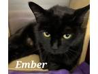 Adopt Ember a Domestic Short Hair