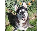 Adopt (TriPawd) Willa a Siberian Husky