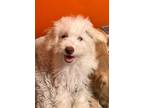 Adopt Olaf a Poodle, Chinese Crested Dog