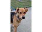 Adopt Luna a Labrador Retriever