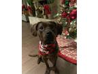 Adopt Layla a Pit Bull Terrier