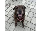 Adopt Brownie a Chow Chow, Boxer