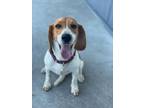 Adopt Susie a Beagle